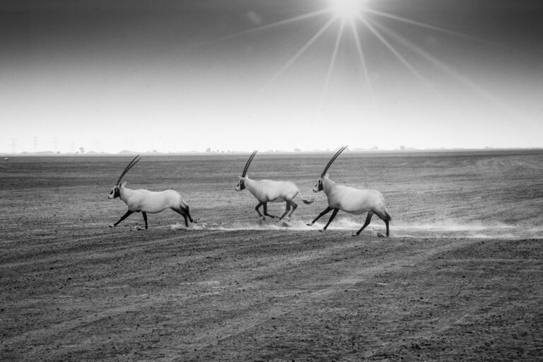 Daniel De Cort - Daniel-De-Cort-2